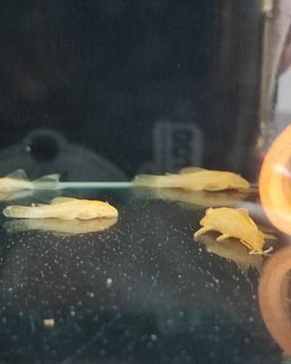 ancistrus gold