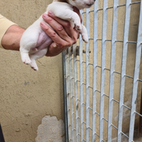 Jack Russell Terrier puri bellissimi