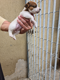 Jack Russell Terrier puri bellissimi