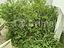 Immagine 12