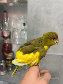 Pappagallo kakariki allevato a mano