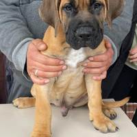 Cuccioli di razza Presa Canario