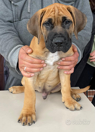 Cuccioli di razza Presa Canario