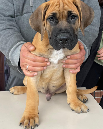 Cuccioli di razza Presa Canario