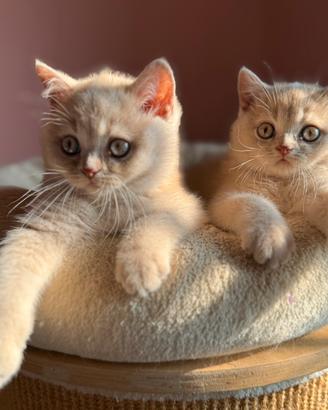 British shorthair crema - gatti con pedigree