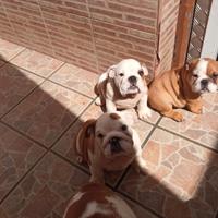Cuccioli Bulldog inglese