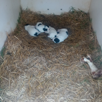 Regalasi cuccioli con microchip 50 gg