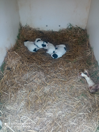 Regalasi cuccioli con microchip 50 gg