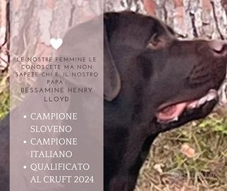 Cuccioli labrador retriever cioccolato