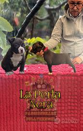 American bully poket