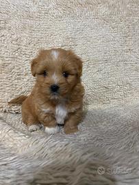 Maltipoo Toy