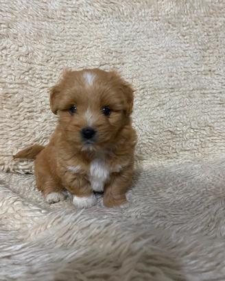Maltipoo Toy