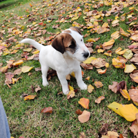 Cuccioli di Jack Russell disponibili