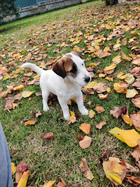 Cuccioli di Jack Russell disponibili