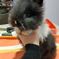 Conigli testa di leone