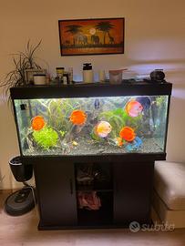 Acquario completo