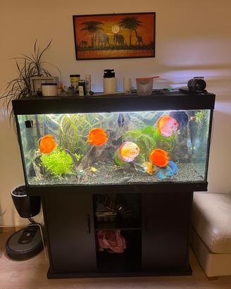 Acquario completo
