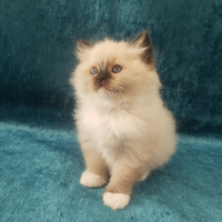 Cucciola Ragdoll con Pedigree