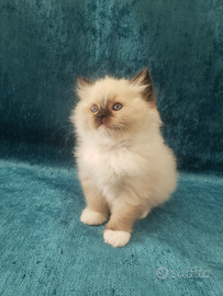 Cucciola Ragdoll con Pedigree