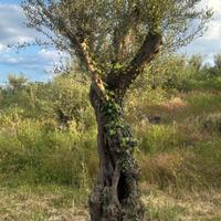 Alberi di Ulivo