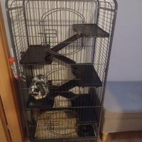 Coniglio nano ariete