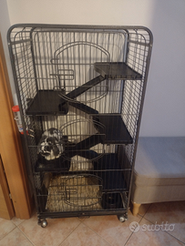 Coniglio nano ariete