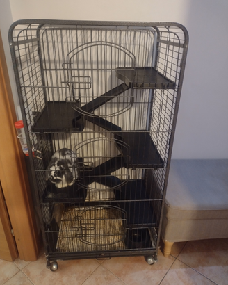 Coniglio nano ariete