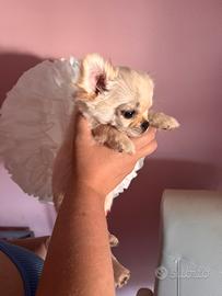 Una piccola e bella chihuahua Mezzancona