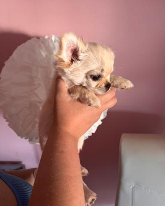 Una piccola e bella chihuahua Mezzancona