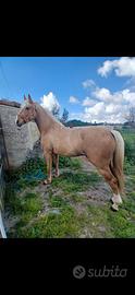 Puledro