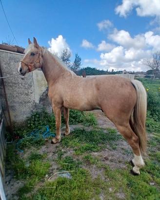 Puledro