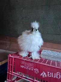 Gallo morosetas