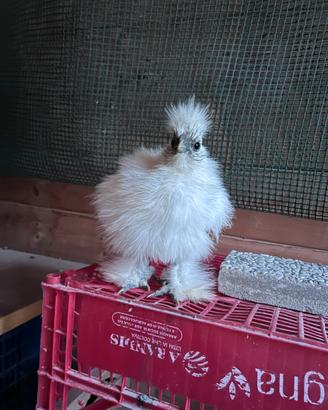 Gallo morosetas