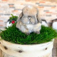 Conigli arieti minilop