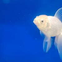 Orifiamma testa di leone xxl