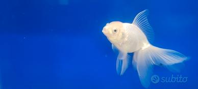 Orifiamma testa di leone xxl