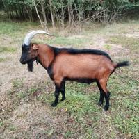 Becco camosciato adulto