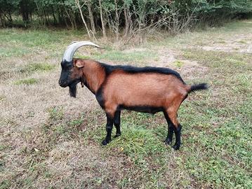 Becco camosciato adulto