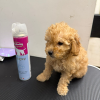 Barboncini Toy maschietti