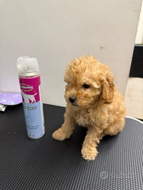 Barboncini Toy maschietti