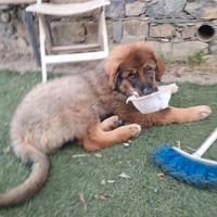 Cuccioli Pastore della Sila