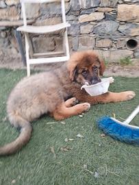 Cuccioli Pastore della Sila