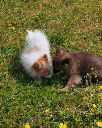 Volpino spitz