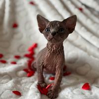 Cuccioli Sphynx