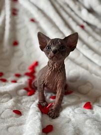 Cuccioli Sphynx