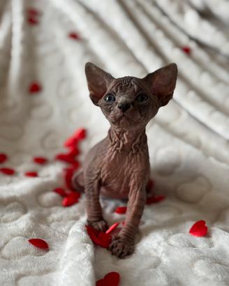 Cuccioli Sphynx
