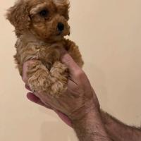 Barboncino Toy femmina