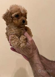 Barboncino Toy femmina