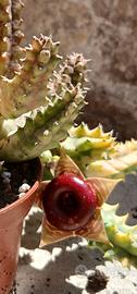 Huernia zebrina variegata una talea radicata