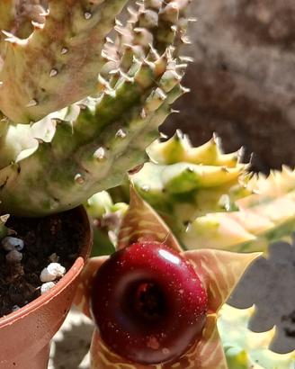 Huernia zebrina variegata una talea radicata